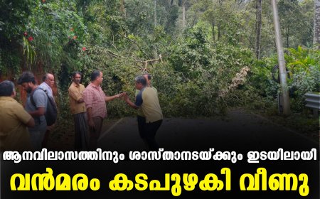 ആനവിലാസത്തിനും ശാസ്താനടയ്ക്കും ഇടയിലായി വന്‍മരം കടപുഴകി വീണു