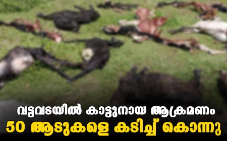 വട്ടവടയിൽ കാട്ടുനായ ആക്രമണം : 50 ആടുകളെ കടിച്ച് കൊന്നു 
