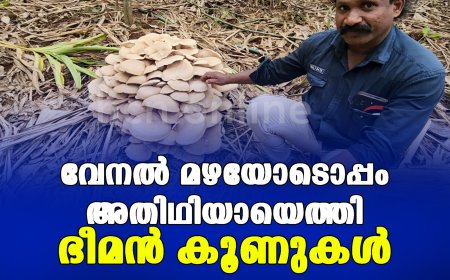 വേനല്‍ മഴയോടൊപ്പം അതിഥിയായെത്തി ഭീമന്‍ കൂണുകള്‍