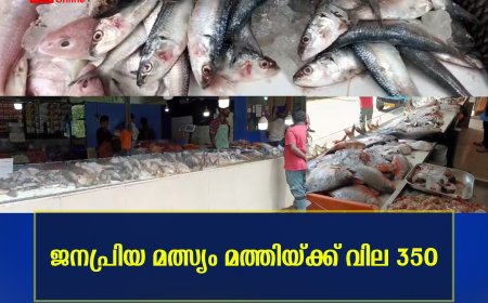 ജനപ്രിയ മത്സ്യം മത്തിയ്ക്ക് വില 350