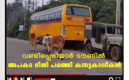 വണ്ടിപ്പെരിയാര്‍ ടൗണില്‍ അപകട ഭീതി പരത്തി കന്നുകാലികള്‍