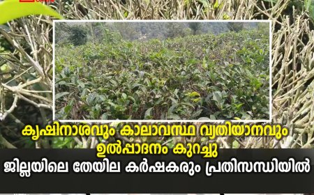 കൃഷിനാശവും കാലാവസ്ഥ വ്യതിയാനവും ഉല്‍പ്പാദനം കുറച്ചു: ജില്ലയിലെ തേയില കര്‍ഷകരും പ്രതിസന്ധിയില്‍