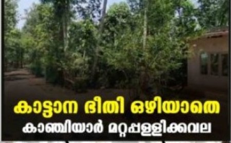 കാട്ടാന ഭീതി ഒഴിയാതെ കാഞ്ചിയാര്‍ മറ്റപ്പള്ളിക്കവല