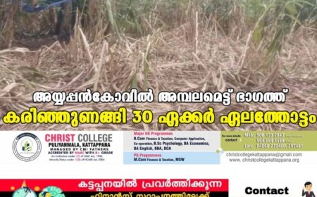 അയ്യപ്പന്‍കോവില്‍ അമ്പലമെട്ട് ഭാഗത്ത് കരിഞ്ഞുണങ്ങി 30 ഏക്കര്‍ ഏലത്തോട്ടം