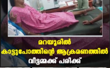 മറയൂരില്‍ കാട്ടുപോത്തിന്റെ ആക്രമണത്തില്‍ വീട്ടമ്മക്ക് പരിക്ക്