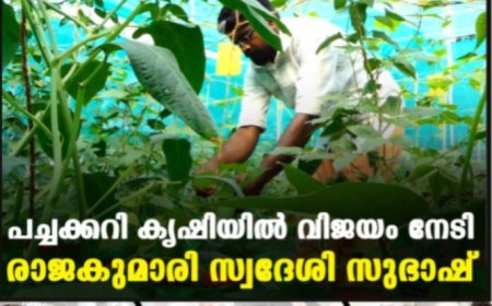 പച്ചക്കറി കൃഷിയില്‍ വിജയം നേടി രാജകുമാരി സ്വദേശി സുഭാഷ്