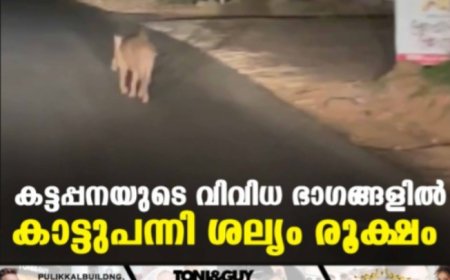 കട്ടപ്പനയുടെ വിവിധ ഭാഗങ്ങളില്‍ കാട്ടുപന്നി ശല്യം രൂക്ഷം