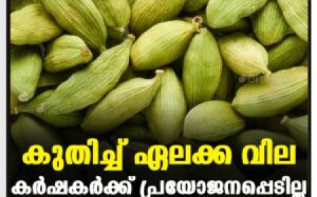 കുതിച്ച് ഏലക്ക വില: കർഷകർക്ക് പ്രയോജനപ്പെടില്ല