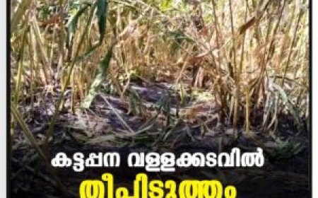 100 ഏലച്ചെടികളും 20 കുരുമുളക് ചെടികളും കത്തിനശിച്ചു: കട്ടപ്പനയില്‍ കൃഷിയിടത്തില്‍ വന്‍ തീപിടുത്തം