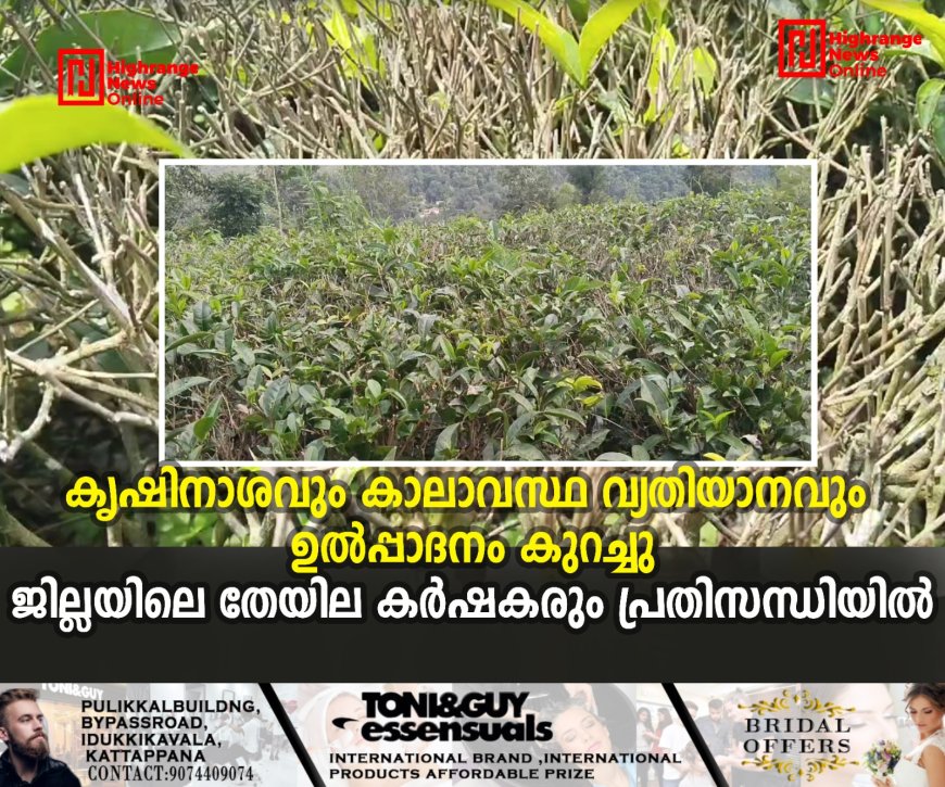 കൃഷിനാശവും കാലാവസ്ഥ വ്യതിയാനവും ഉല്പ്പാദനം കുറച്ചു: ജില്ലയിലെ തേയില കര്ഷകരും പ്രതിസന്ധിയില്