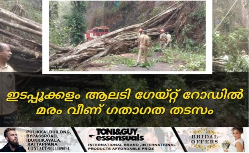 ഇടപ്പൂക്കളം ആലടി ഗേയ്റ്റ് റോഡിൽ മരം വീണ് ഗതാഗത തടസം