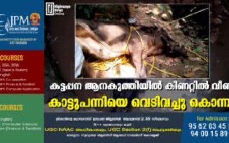 കട്ടപ്പന ആനകുത്തിയില്‍ കിണറ്റില്‍ വീണ കാട്ടുപന്നിയെ വെടിവച്ചു കൊന്നു