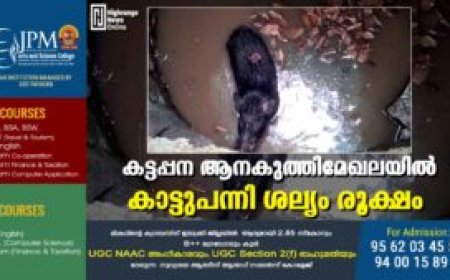 കട്ടപ്പന ആനകുത്തിമേഖലയിൽ കാട്ടുപന്നി ശല്യം രൂക്ഷം