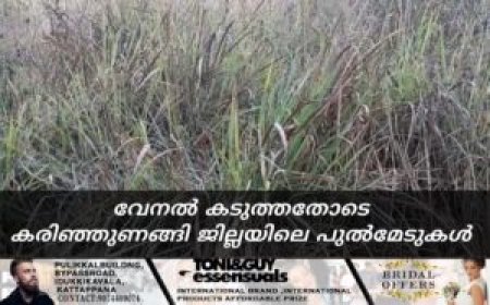 വേനൽ കടുത്തതോടെ കരിഞ്ഞുണങ്ങി ജില്ലയിലെ പുൽമേടുകൾ