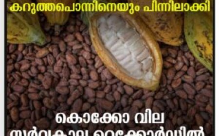 കറുത്തപൊന്നിനെയും പിന്നിലാക്കി: കൊക്കോ വില സർവകാല റെക്കോർഡിൽ