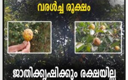 വരൾച്ച രൂക്ഷം: ജാതിക്കൃഷിക്കും രക്ഷയില്ല