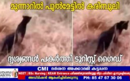 മൂന്നാറില്‍ പുല്‍മേട്ടില്‍ കരിമ്പുലി: ദൃശ്യങ്ങള്‍ പകര്‍ത്തി ടൂറിസ്റ്റ് ഗൈഡ്