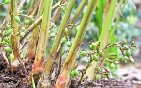 വില ഉയരുമ്പോഴും പ്രയോജനം ലഭിക്കാതെ ഏലം കർഷകർ