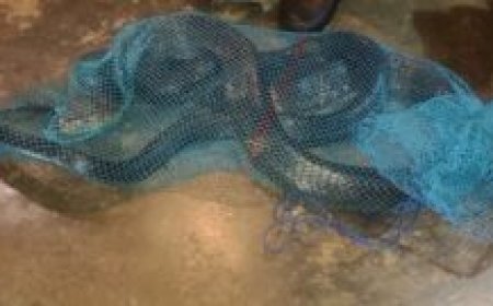 അടിമാലിയിൽ 40 കിലോ ഭാരവുമുള്ള രാജവെമ്പാലയെ പിടികൂടി.