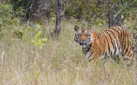 കടുവാപ്പേടിയിൽ ഗ്രാമ്പി