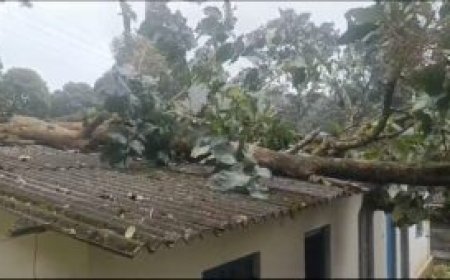 കുമളിയിൽ വീടിനു മുകളിലേക്ക് മരം കടപുഴകി വീണ് വീട്ടമ്മയ്ക്ക് പരുക്ക്