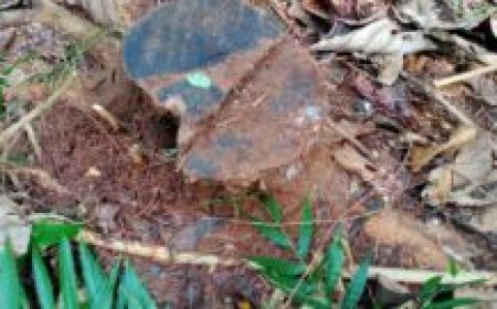 ഇടുക്കിയില്‍ വനം കൊള്ള:  പുന്നയാറില്‍ നിന്ന് ലക്ഷങ്ങളുടെ തേക്ക് വെട്ടിക്കടത്തി