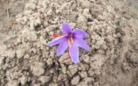 കാന്തല്ലൂരിലെ കുങ്കുമം ചാലിച്ച സന്ധ്യകള്‍