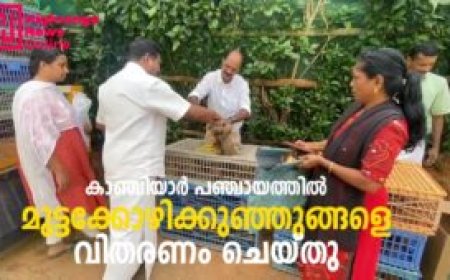 കാഞ്ചിയാര്‍ പഞ്ചായത്തില്‍ മുട്ടക്കോഴിക്കുഞ്ഞുങ്ങളെ വിതരണം ചെയ്തു