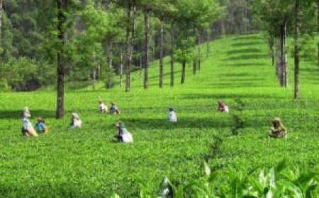 തോട്ടം മേഖലയിലെ പ്രതിസന്ധി പരിഹരിക്കാന്‍ പുതിയ പഠനത്തിന് സര്‍ക്കാര്‍