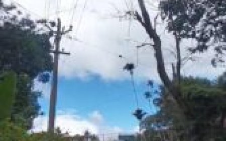 ഉണങ്ങിയ മരം കുന്തളംപാറ റോഡിലേക്ക് ചാഞ്ഞുനിൽക്കുന്നു: യാത്രക്കാർക്ക് ഭീഷണി