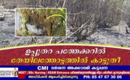ഉപ്പുതറ പത്തേക്കറില്‍ തേയിലത്തോട്ടത്തില്‍ കാട്ടുതീ