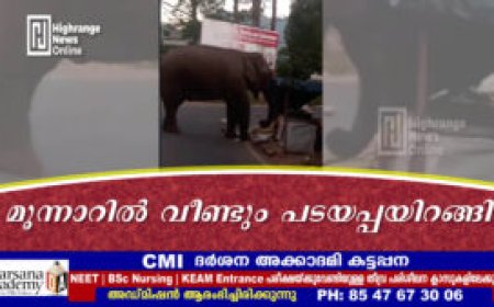 മൂന്നാറില്‍ വീണ്ടും പടയപ്പയിറങ്ങി