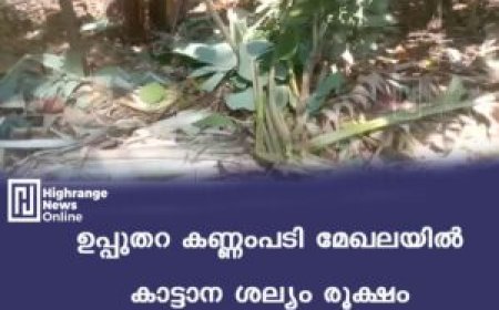 ഉപ്പുതറ കണ്ണംപടി മേഖലയില്‍ കാട്ടാന ശല്യം രൂക്ഷം