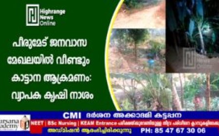 പീരുമേട് ജനവാസ മേഖലയില്‍ വീണ്ടും കാട്ടാന ആക്രമണം: വ്യാപക കൃഷി നാശം