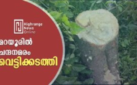 മറയൂരിൽ ചന്ദനമരം വെട്ടിക്കടത്തി