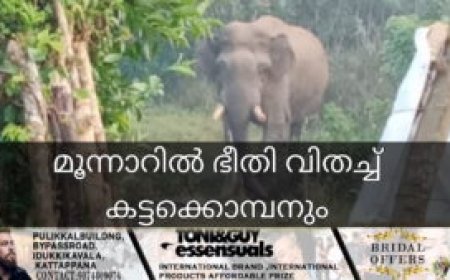 മൂന്നാറില്‍ ഭീതി വിതച്ച് കട്ടക്കൊമ്പനും