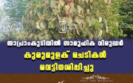 തോപ്രാംകുടിയില്‍ സാമൂഹിക വിരുദ്ധര്‍ കുരുമുളക് ചെടികള്‍ വെട്ടിനശിപ്പിച്ചു