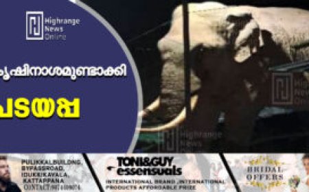 കൃഷിനാശമുണ്ടാക്കി പടയപ്പ