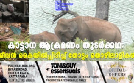 കാട്ടാന ആക്രമണം തുടര്‍ക്കഥ: ജീവന്‍ കൈയില്‍പ്പിടിച്ച് തോട്ടം തൊഴിലാളികള്‍