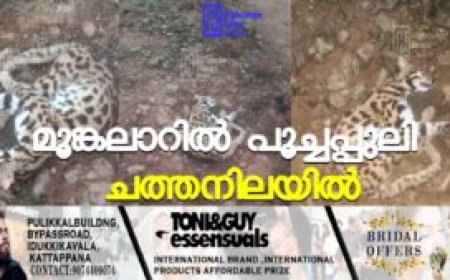 മൂങ്കലാറില്‍ പൂച്ചപ്പുലി ചത്തനിലയില്‍