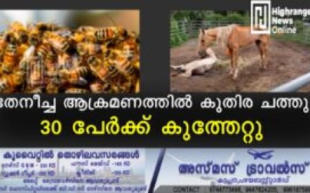 തേനീച്ച ആക്രമണത്തില്‍ കുതിര ചത്തു: 30 പേര്‍ക്ക് കുത്തേറ്റു