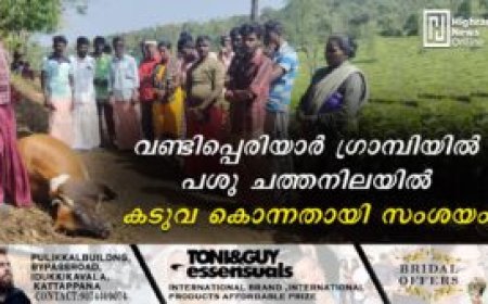 വണ്ടിപ്പെരിയാര്‍ ഗ്രാമ്പിയില്‍ പശു ചത്തനിലയില്‍: കടുവ കൊന്നതായി സംശയം
