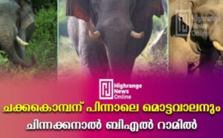 ചക്കകൊമ്പന് പിന്നാലെ മൊട്ടവാലനും: ചിന്നക്കനാല്‍ ബിഎല്‍ റാമില്‍ കാട്ടാന ശല്യം രൂക്ഷം