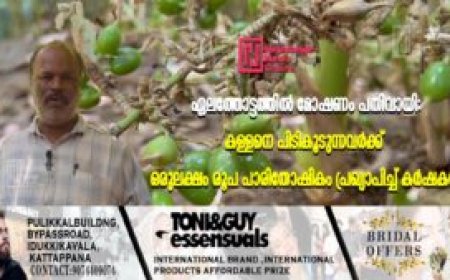 ഏലത്തോട്ടത്തില്‍ മോഷണം പതിവായി: കള്ളനെ പിടികൂടുന്നവര്‍ക്ക് ഒരുലക്ഷം രൂപ പാരിതോഷികം പ്രഖ്യാപിച്ച് കര്‍ഷകന്‍