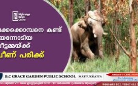 ചക്കക്കൊമ്പനെ കണ്ട് ഭയന്നോടിയ വീട്ടമ്മയ്ക്ക് വീണ് പരിക്ക്