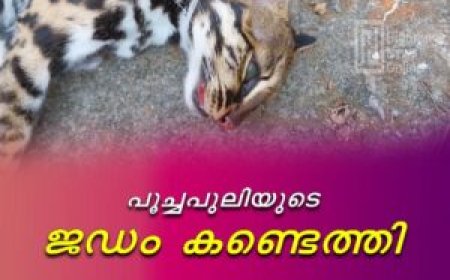 പൂച്ചപ്പുലിയുടെ ജഡം കണ്ടെത്തി