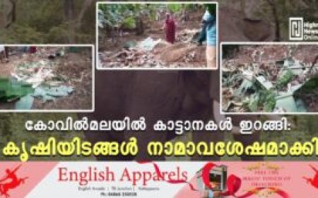 കോവില്മലയില് കാട്ടാനകള് ഇറങ്ങി: കൃഷിയിടങ്ങള് നാമാവശേഷമാക്കി