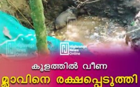 കുളത്തില്‍ വീണ മ്ലാവിനെ രക്ഷപ്പെടുത്തി