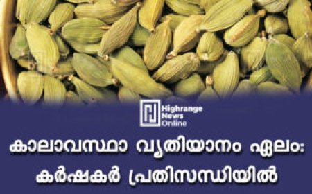 കാലാവസ്ഥാ വ്യതിയാനം: ഏലം കർഷകർ പ്രതിസന്ധിയിൽ