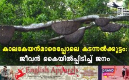 കാലകേയന്‍മാരെപ്പോലെ കടന്നല്‍ക്കൂട്ടം: ജീവന്‍ കൈയില്‍പ്പിടിച്ച് ജനം
